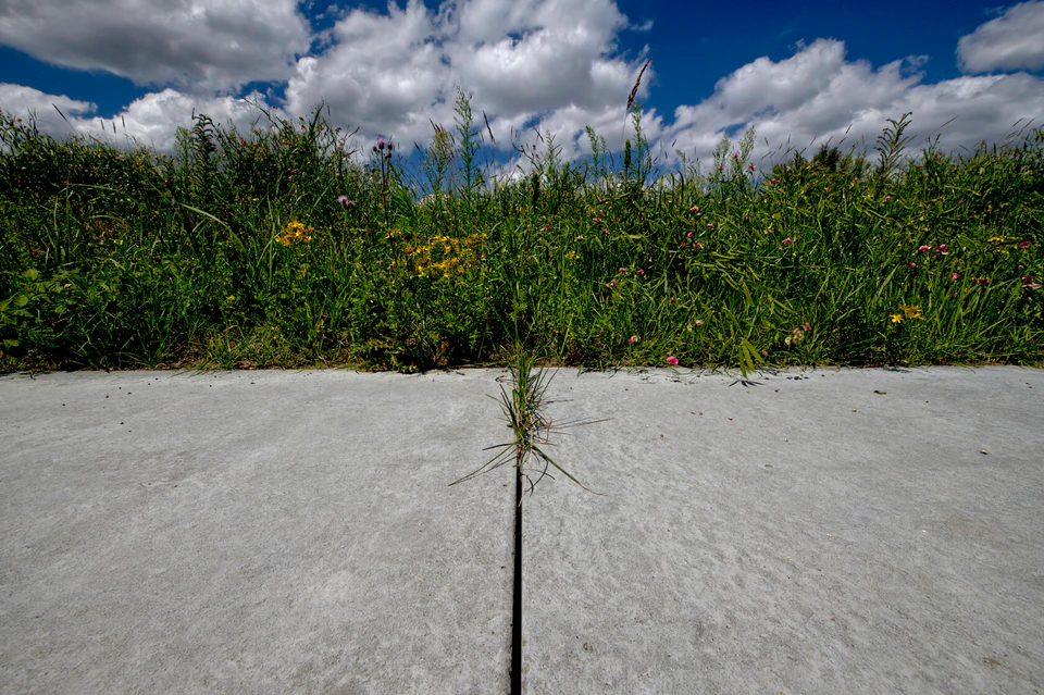 Nature's Tenacity
