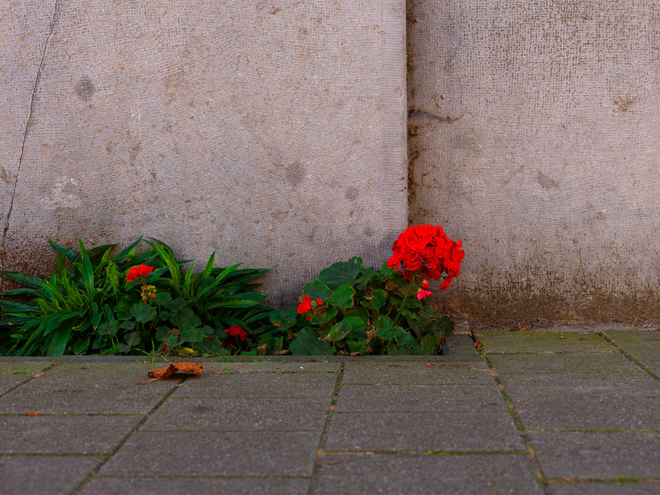 Nature’s Tenacity (2020 - ~) — photograph 3 of 9