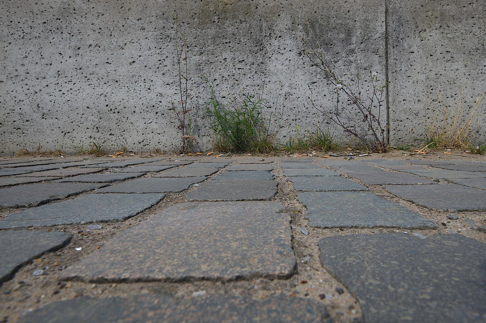 Nature’s Tenacity (2020 - ~) — photograph 5 of 9