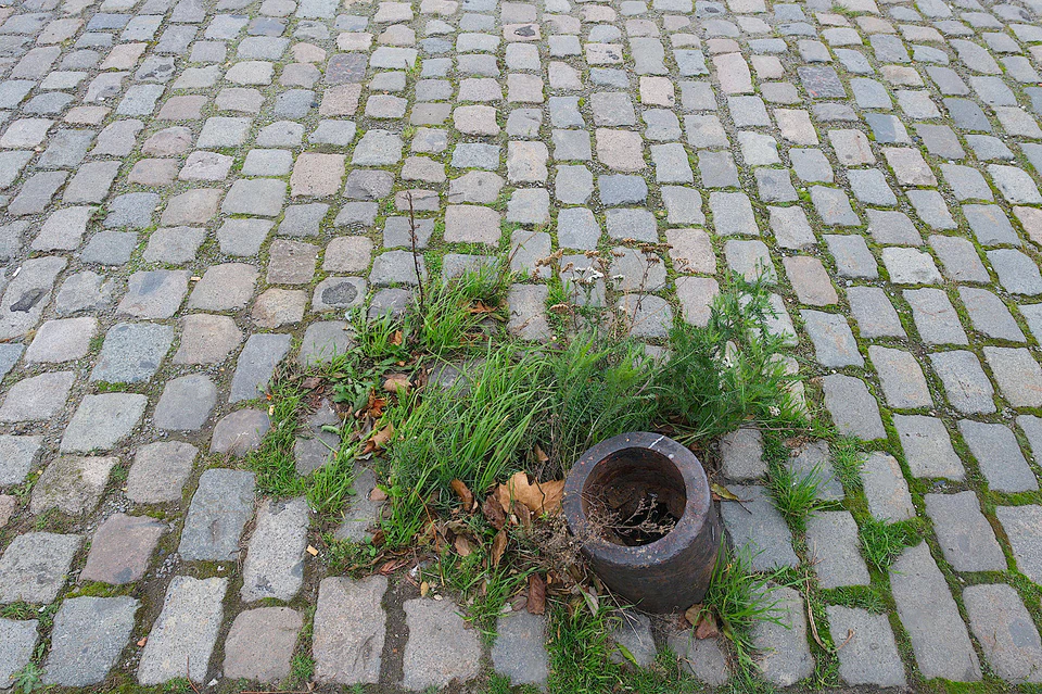 Nature’s Tenacity (2020 - ~) — photograph 7 of 9