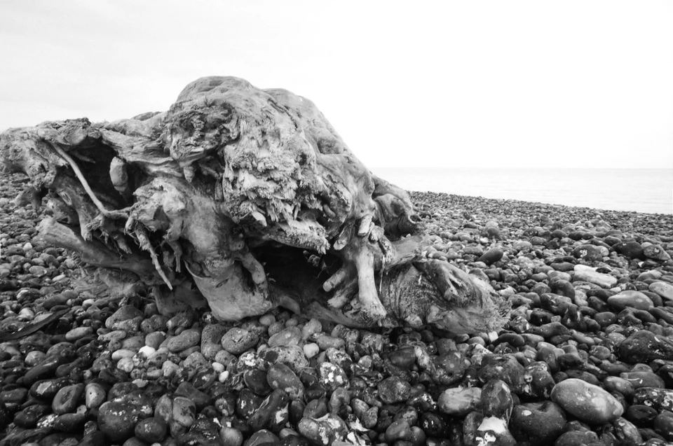 La carcasse d'un monstre marin marron
